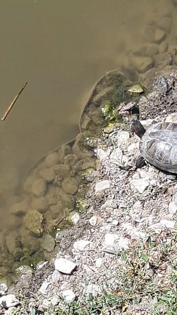 Черепаха  Ч 5