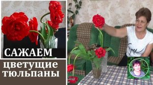 Как сажать тюльпаны, если вы купили  их на рынке уже цветущими. ОЧЕНЬ ВАЖНАЯ ИНФОРМАЦИЯ