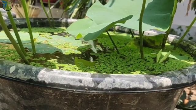 Difference Between Water Lilies and Lotus :: Water Lilies और Lotus में अंतर смотреть онлайн