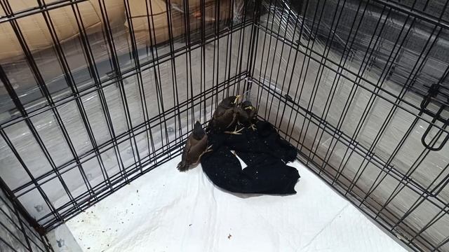 Спасение птенцов смотреть онлайн