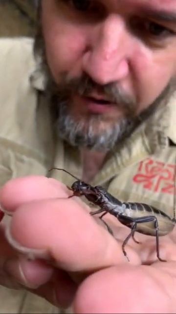 Certainly a unique animal we have here at the reptile zoo! What do you guys think #learnontiktok # смотреть онлайн