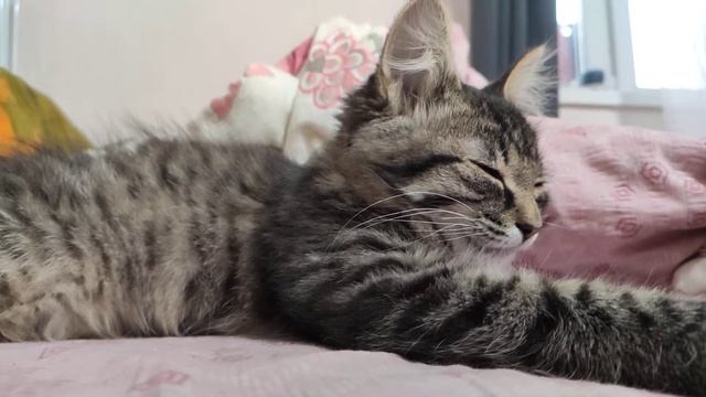 Маленькая кошечка мурчит в поиске хозяина смотреть онлайн