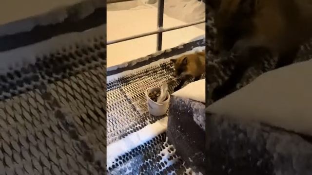 Месторождение Заполярное ЯНАО. Голодно. Прикармливаем как можем. смотреть онлайн