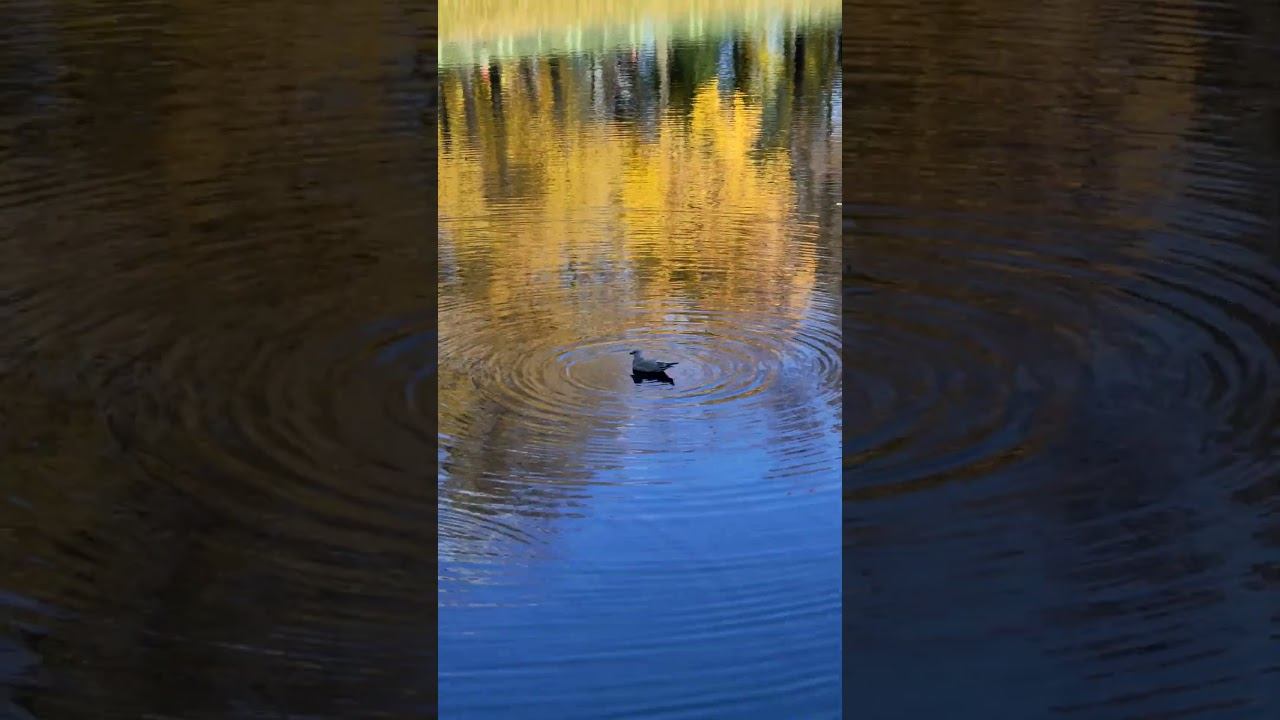 Осенний Летний сад смотреть онлайн