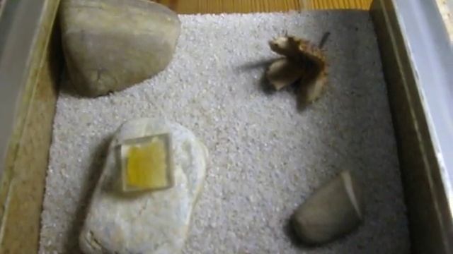 Camponotus ligniperda formicarium/formicary смотреть онлайн