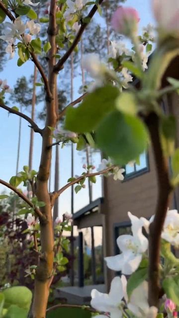 #garden #nature #благоустройство #butterfly #мощение #flowers #озеленение #природа #music #ландшафт
