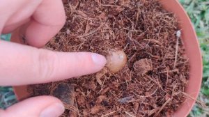 How To Grow a MACADAMIA NUT Tree From SEED 🌰