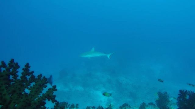 Grey reef sharks смотреть онлайн