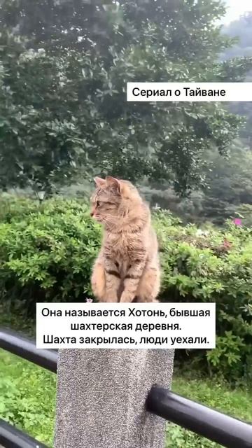 На Тайване есть кошачья деревня, в которой живут только кошки и не живут люди. Часть 1 смотреть онлайн