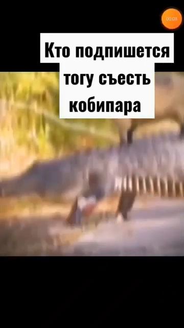мем#капибара смотреть онлайн