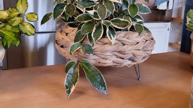 NOWOŚCI ROŚLINNE. HOYA CARNOSA 