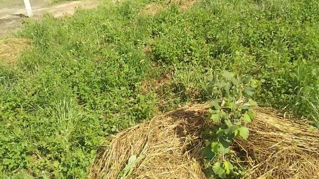 Фундук і не тільки.👍 смотреть онлайн