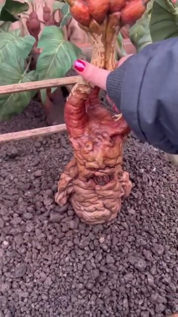 Short of Mandrake been pulled up! #harrypotter #mandrake #harry #plant #warnerbros
