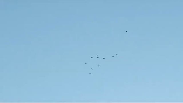 Николаевские голуби Воронежская область смотреть онлайн