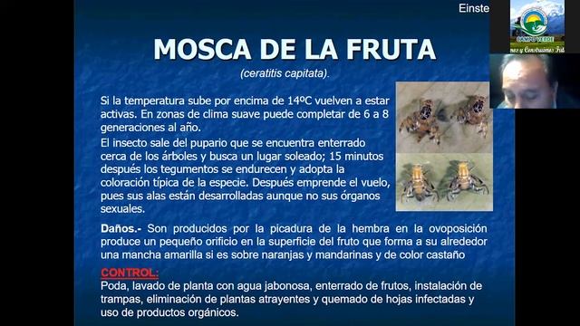 ✅ MANEJO INTEGRADO DE PLAGAS Y ENFERMEDADES (En el Cultivo de palto y cítricos) "PARTE 2" смотреть онлайн