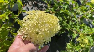 Гортензия метельчетая ‘Жемчужина Фестиваля’(‘Perle de Festival’)