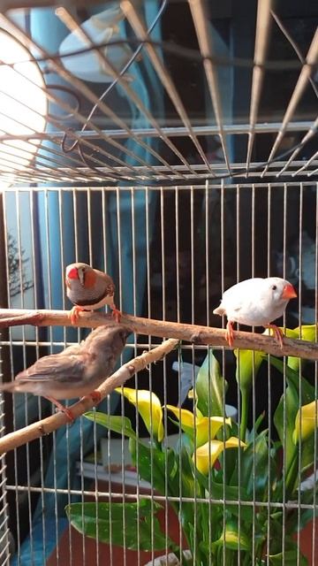 самец амадин поклевывает птенца слегонца смотреть онлайн