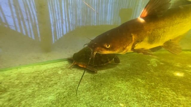 Feeding venomous snakes to my monster fish смотреть онлайн