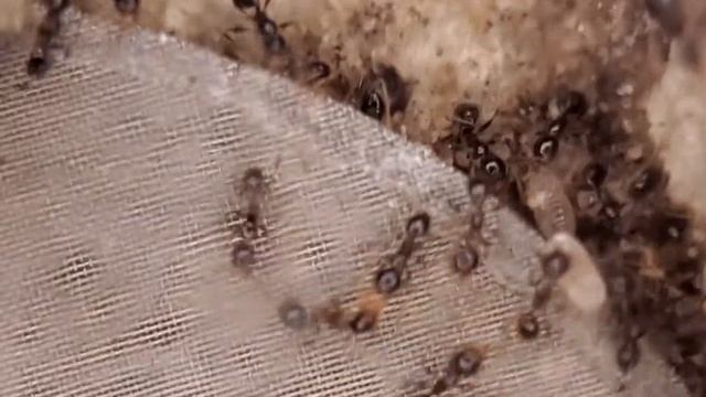 Pheidole megacephala смотреть онлайн