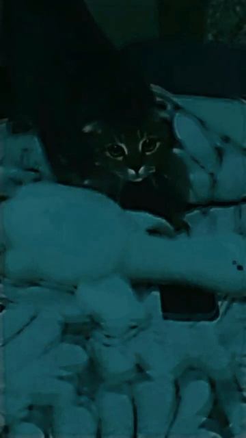 Бакс и его взгляд 🐾) смотреть онлайн