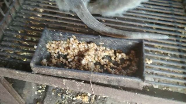 Нутрии на улице. смотреть онлайн