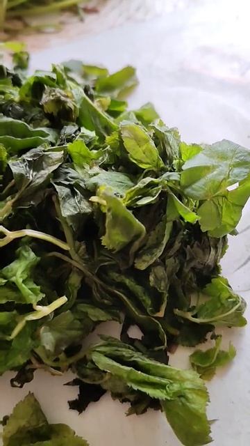 Готовим чай из сныти...все очень просто🌿🌿🌿🌿❤️👍 смотреть онлайн