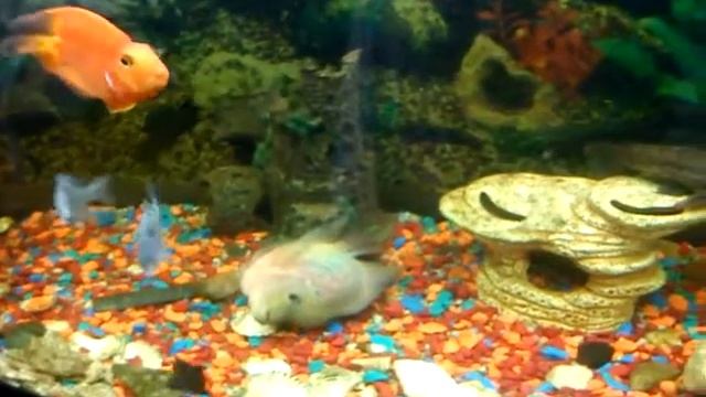 Фловер хорн смотреть онлайн