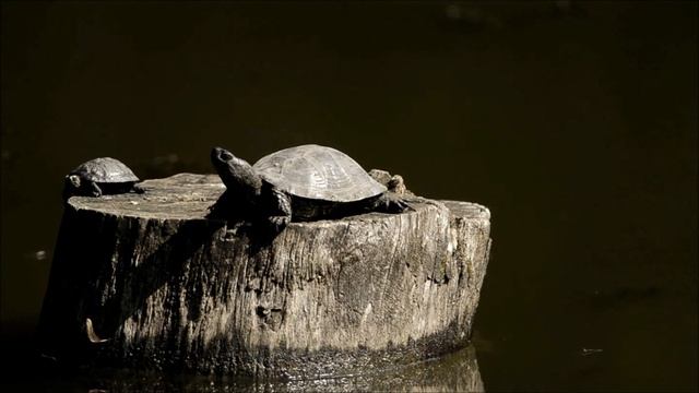Черепахи смотреть онлайн