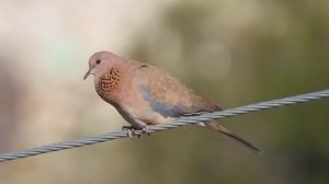 Laughing Dove, Малая Горлица, Φοινικοτρύγονο, Spilopelia senegalensis