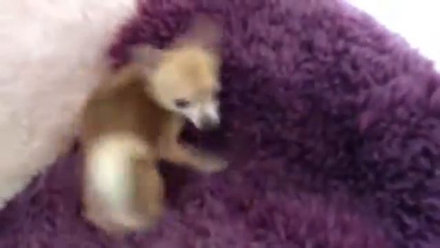 Mon petit DREAM danse sur le fauteuil. Моя маленькая собачка My little chiwawa смотреть онлайн