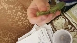 Самца от самки отличить и богомола накормить....