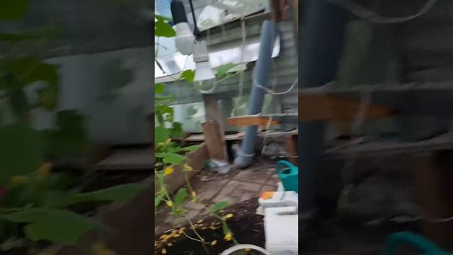 Ронни урожай огурцов смотреть онлайн