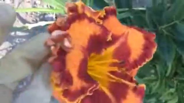 Лилейник Tomaso Albinoni Daylily смотреть онлайн
