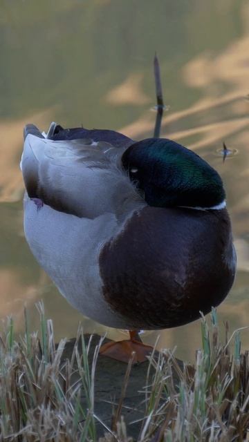 Ducks can close one eye and put half their brain to sleep. #shorts смотреть онлайн