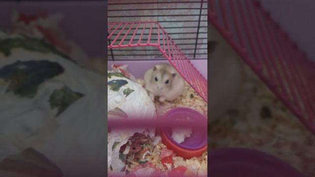 Жизнь хомяков смотреть онлайн