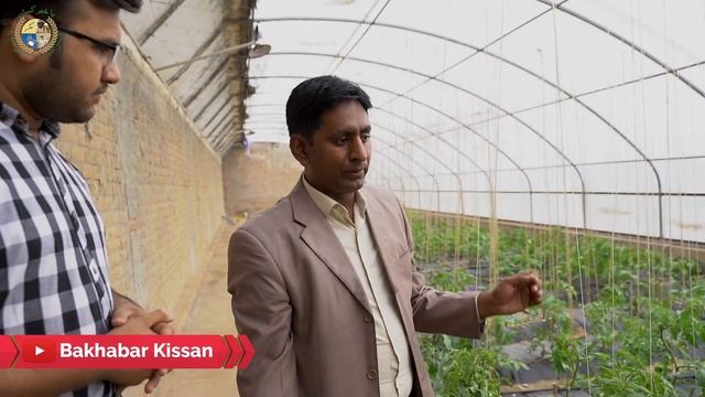 Chinese Solar Tunnel - 10 marla sy 1.5 ton tk paidawar |BaKhabar Kissan|