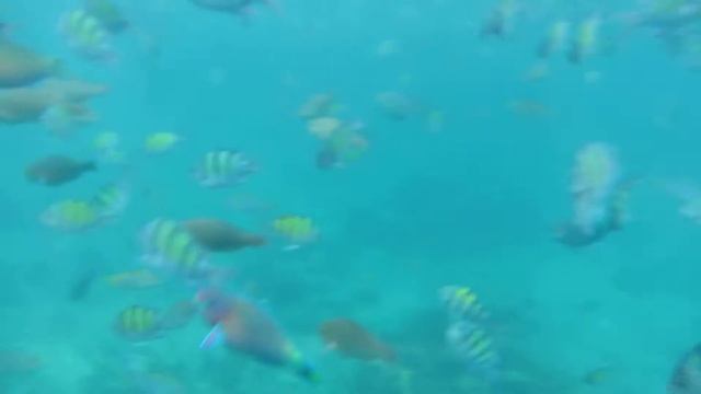 Разноцветные рыбки Тайланда.