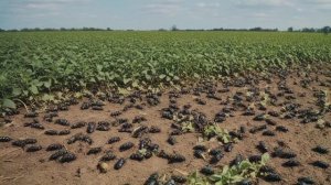 Как избавиться от майского жука и его личинок - Советы огородные