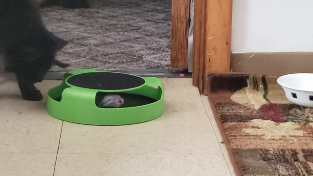 Kitten play time, Kitty Frustration Cat Toy with Rotating Running Mouse смотреть онлайн