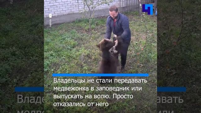 В «Велесе» скоро появится еще один косолапый подопечный смотреть онлайн