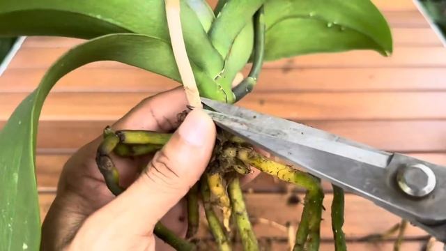 Tôi Đã Làm Cho Biết Bao Hoa Lan Nở Không Ngừng Theo Cách Dễ Nhất Mà Rất Kỳ Diệu Này смотреть онлайн