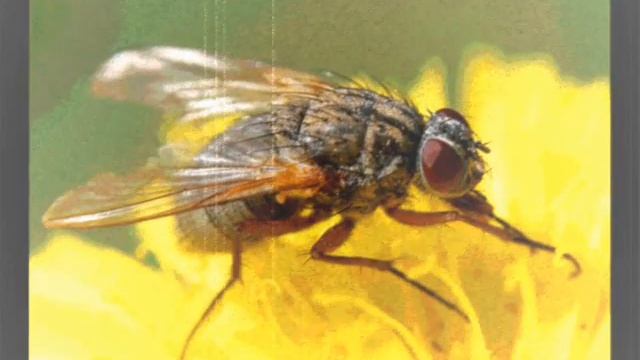 Pijana Mucha смотреть онлайн