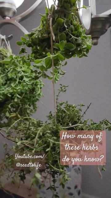 Harvesting Fresh Herbs For The Herb Mix #seedtolife