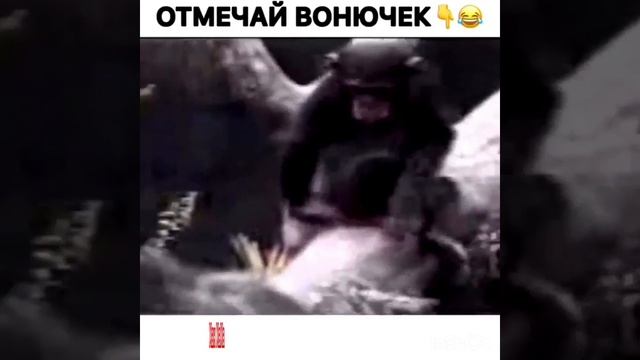 Обезьяна нюхает говно смотреть онлайн