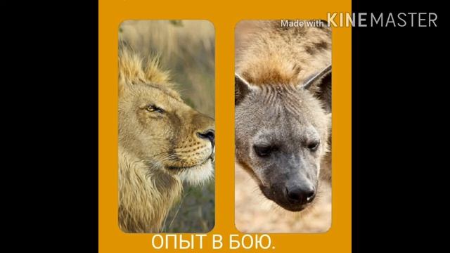 Лев против гиены. смотреть онлайн