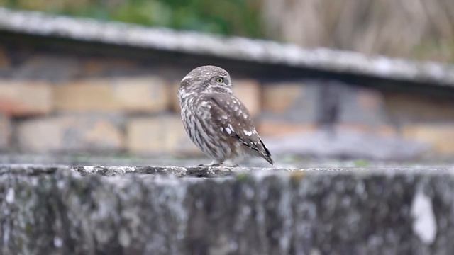 Civetta a Comacchio - Little owl - Athene noctua смотреть онлайн
