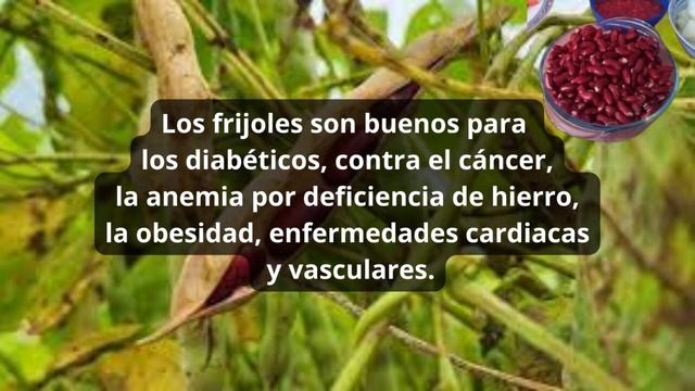 105 - PROPIEDADES ALIMENTICIAS DE LOS FRIJOLES Y SUS EFECTOS EN LA SALUD HUMANA !👌🙏 смотреть онлайн