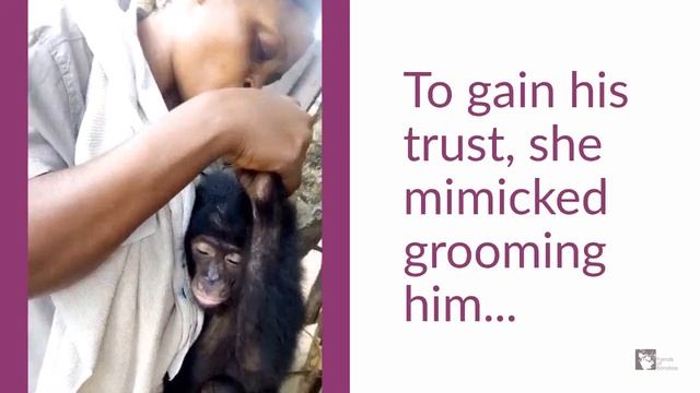 Diyoko's Rescue Story смотреть онлайн