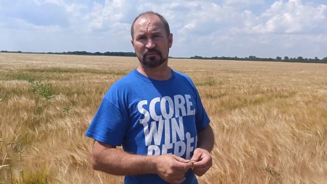 Пшениця, ячмінь, соя, огляд полів, дивимося результати смотреть онлайн