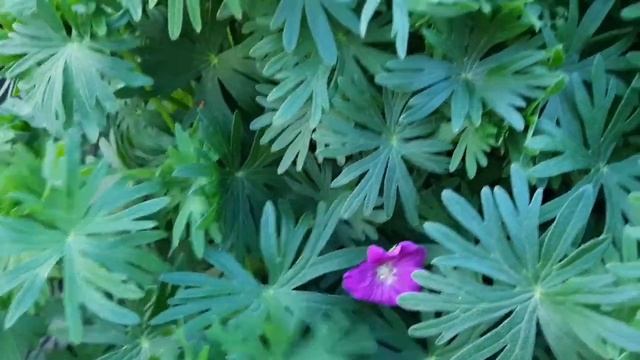 ТАКИЙ ГАРНИЙ БУВ РАНОК🤗 А НА ВЕЧІР ВСЕ ЗМІНИЛОСЬ. ЖИТТЯ В СЕЛІ.🏡 смотреть онлайн